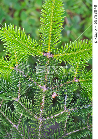 Needle leaf pine tree in its natural environment 69788949