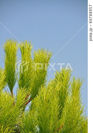 Needle leaf pine tree in its natural environment Needle leaf pine tree in its natural environment 69788957