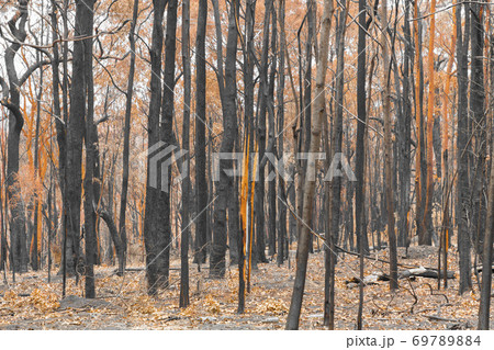 Severely burnt gum trees with no leaves after a bushfire in The Blue Mountains in Australia 69789884
