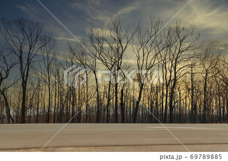 Severely burnt gum trees with no leaves after a bushfire in The Blue Mountains in Australia 69789885