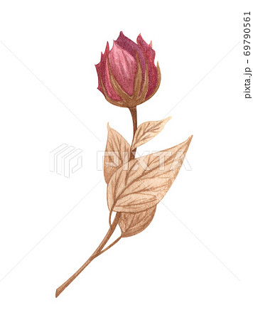 世界的に rose Watercolor flower roseのイラスト Garden isolated. 絵画+タペストリー