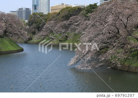千鳥ヶ淵の桜 69791207