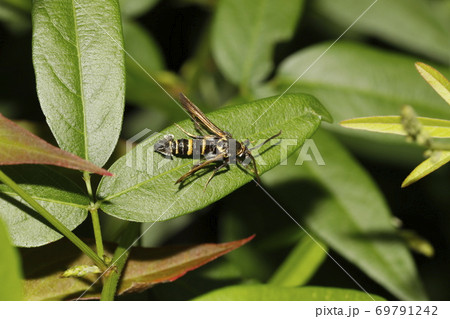 ヒメアトスカシバ 69791242