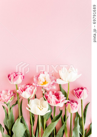 Pink tulips on pink background. Minimal floral concept greeting card. Flat lay, top view. Pink tulips on pink background. Minimal floral concept greeting card. Flat lay, top view. 69791689