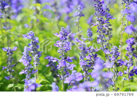 サルビアファリナセアの花の写真素材