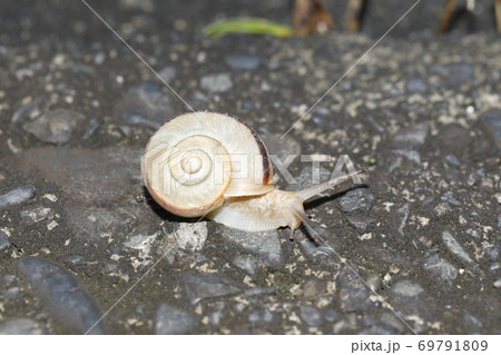 ミスジマイマイ ミスジマイマイ 69791809