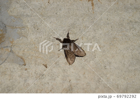 チャドクガ 69792292