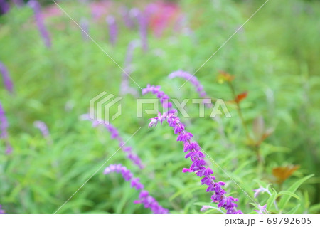 初秋の公園　サルビアレウカンサの花 69792605