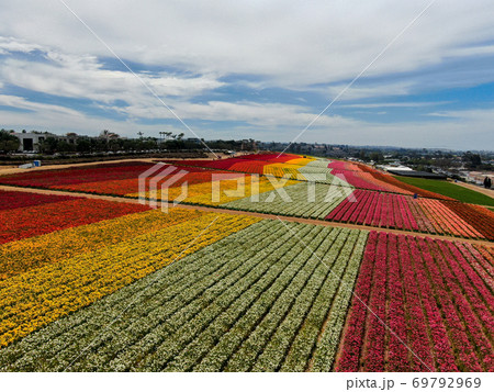 Aerial view of flower fields. Aerial view of flower fields. 69792969