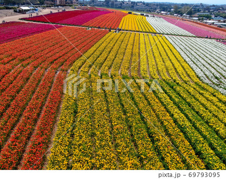 Aerial view of flower fields. 69793095