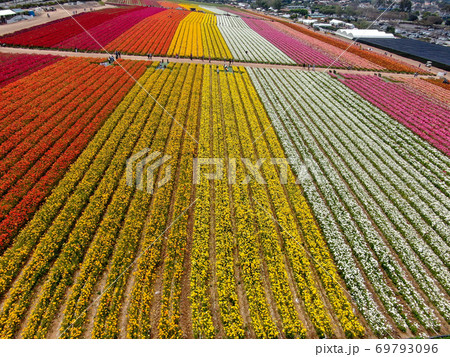 Aerial view of flower fields. Aerial view of flower fields. 69793096