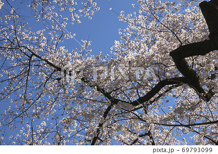 桜咲く小金井公園 たてもの園前広場のさくら 桜咲く小金井公園 たてもの園前広場のさくら 69793099