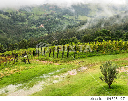 Vineyards in the mountain during cloudy raining season 69793107