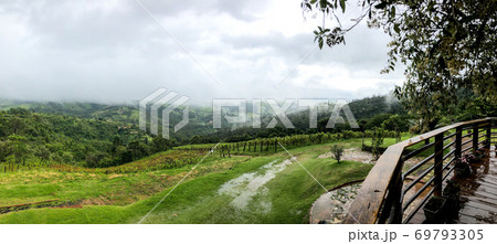 Vineyards in the mountain during cloudy raining season Vineyards in the mountain during cloudy raining season 69793305
