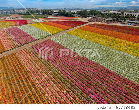 Aerial view of flower fields. 69793485