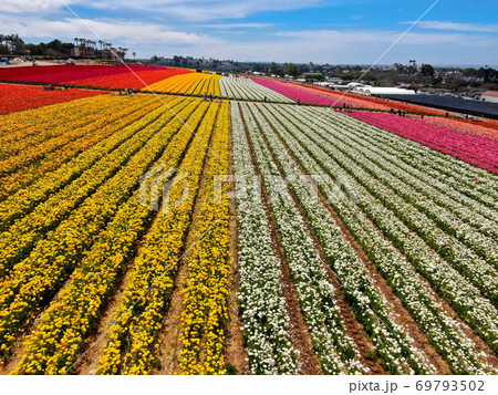 Aerial view of flower fields. Aerial view of flower fields. 69793502