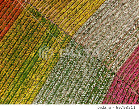 Aerial view of flower fields. Aerial view of flower fields. 69793511