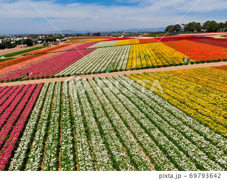 Aerial view of flower fields. 69793642
