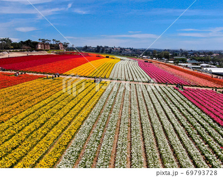 Aerial view of flower fields. Aerial view of flower fields. 69793728