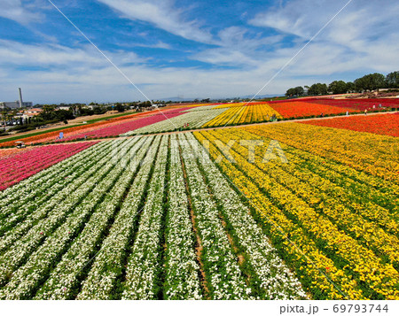 Aerial view of flower fields. 69793744
