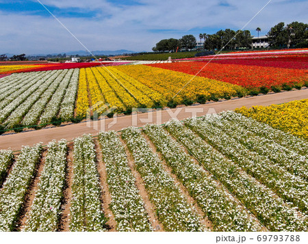 Aerial view of flower fields. 69793788