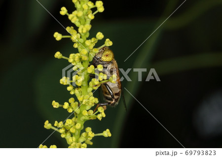 生き物　昆虫　キゴシハナアブ、七月。ナンキンハゼの花で。複眼が離れているのはメスです 69793823