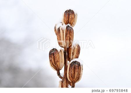 初雪　オオウバユリ 69793848