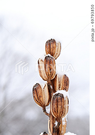 初雪　オオウバユリ 69793850