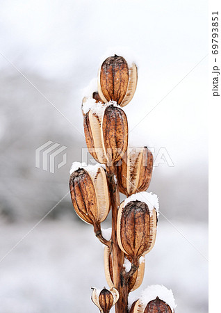 初雪　オオウバユリ 69793851