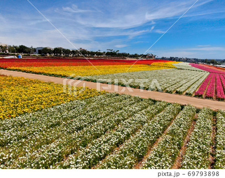 Aerial view of flower fields. 69793898