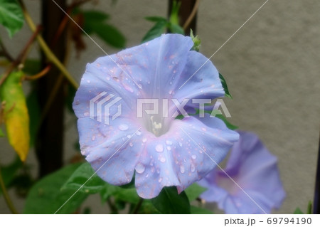 夏の花 9月撮影 あさがお アサガオ 庭の花壇 の写真素材