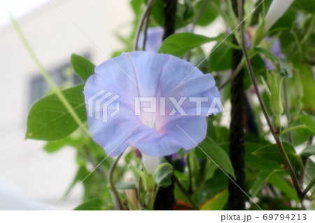 夏の花 9月撮影 あさがお アサガオ 庭の花壇の写真素材