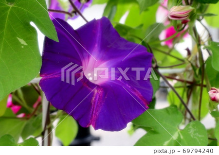 夏の花:9月撮影:あさがお:アサガオ:庭の花壇 夏の花:9月撮影:あさがお:アサガオ:庭の花壇 69794240