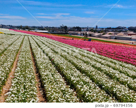 Aerial view of flower fields. 69794356