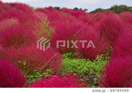 コキアの色づく秋のひたち海浜公園 69794399