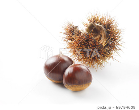 殻付きの栗を白バックで 69794609