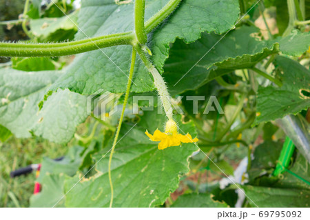 家庭菜園におけるキュウリの栽培、花キュウリ 家庭菜園におけるキュウリの栽培、花キュウリ 69795092