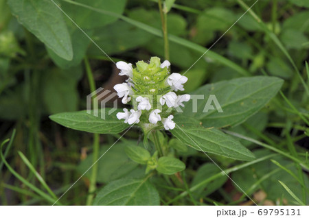 イヌトウバナ（北海道・知床） 69795131
