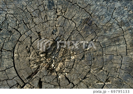 The background image of the year long rings of the cross sawed tree, the old rotten stump. 69795133