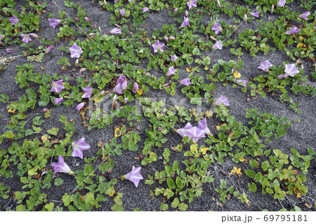 ハマヒルガオの群落（北海道・小清水町） 69795181