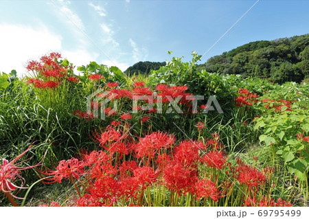 奈良県 彼岸花ロードの写真素材