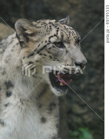 ユキヒョウ ユキヒョウ 69795535