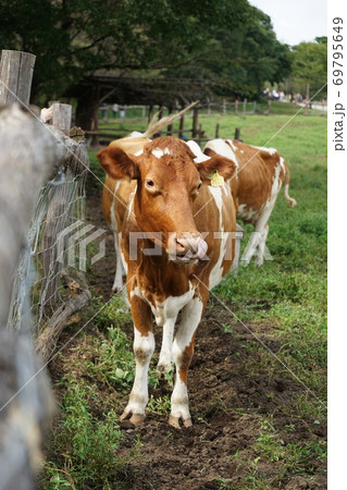 乳牛 69795649