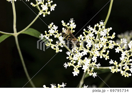 キンケハラナガツチバチ キンケハラナガツチバチ 69795734