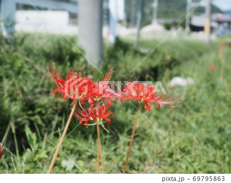 ヒガンバナの花 曼珠沙華 ヒガンバナの花 曼珠沙華 69795863