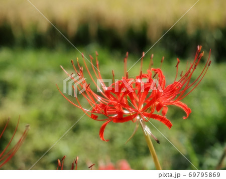 ヒガンバナの花 曼珠沙華 ヒガンバナの花 曼珠沙華 69795869