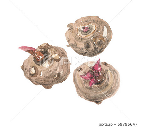 こんにゃく芋  3個 69796647