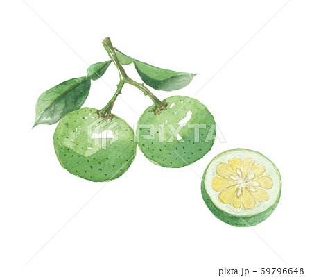 カボス　実と断面 69796648