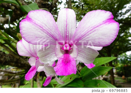 Close up of orchid flower blossom Close up of orchid flower blossom 69796885