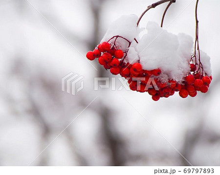 ナナカマドの実に積もる雪 ナナカマドの実に積もる雪 69797893